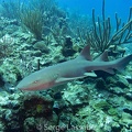 IMG 58643