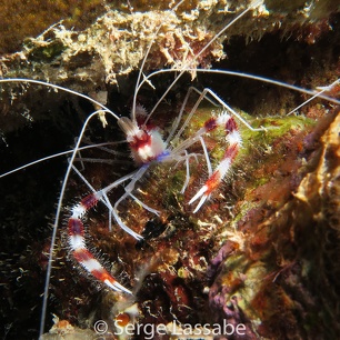 Bonaire 2018