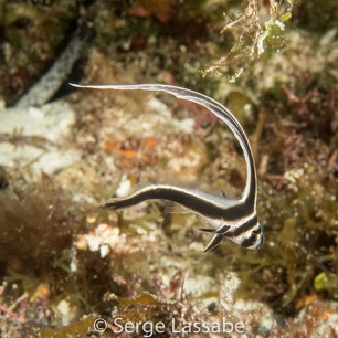 Cozumel 2015